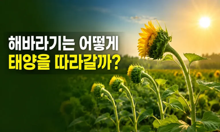 햇빛이 비치는 방향으로 줄기를 굽혀 자라는 어린 해바라기의 굴광성