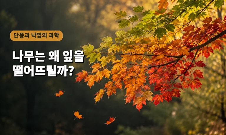 가을 나무의 초록색 잎이 노란색과 붉은색 단풍을 거쳐 낙엽이 되는 과정